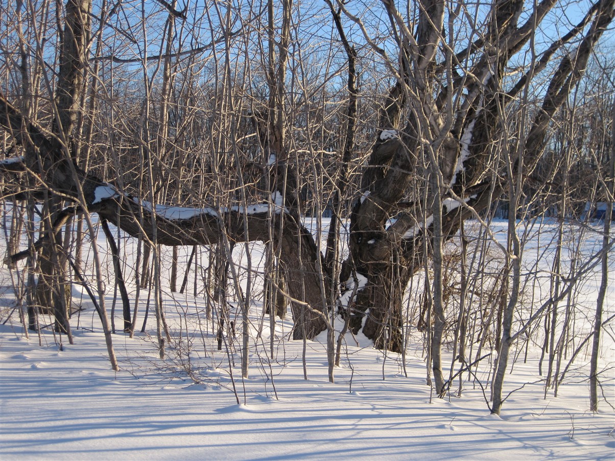 Large tree in snow field