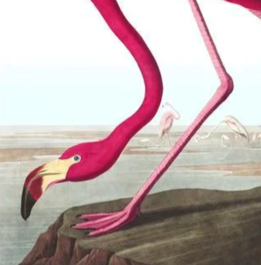 John James Audubon painting of a pink flamingo